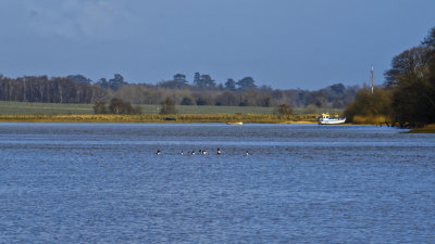 Shelduck feast