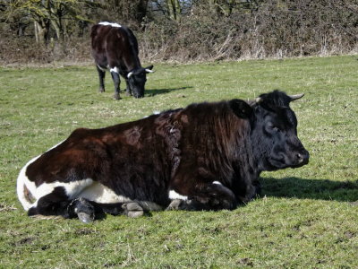 Goucester cattle
