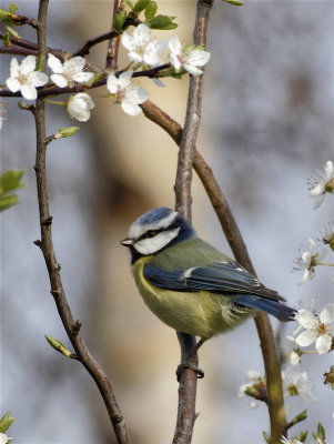 Blue Tit in blossom