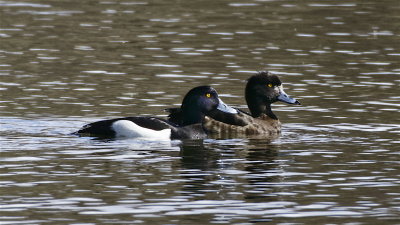 Tufted duck pair