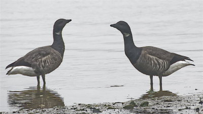 discontented Brent Geese 