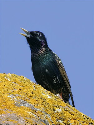 Happy Starling