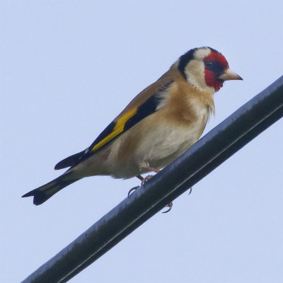 Another bird on a wire - Goldfinch