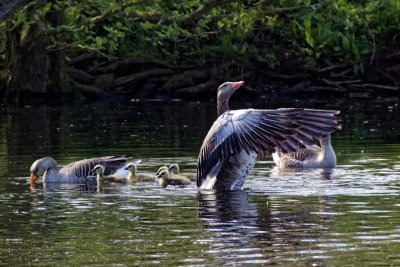 more goosey goings-on