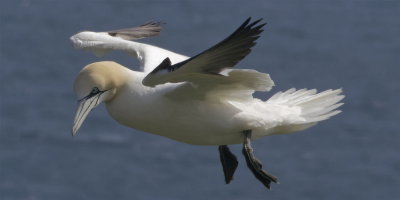 Gannet flight study - 1