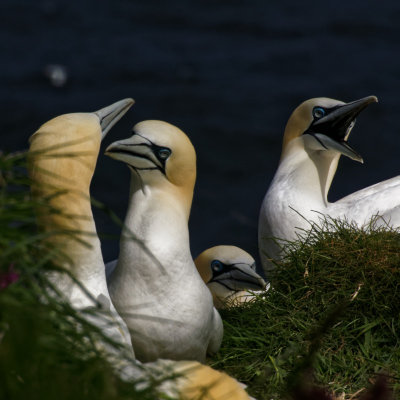 Gannet colloquium