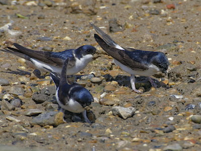 House Martins