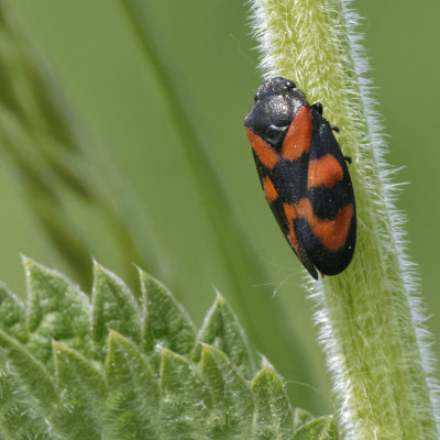 Red and black froghopper