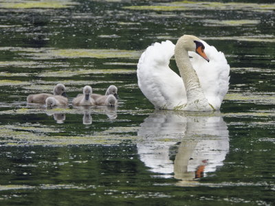 Swan and cygnets