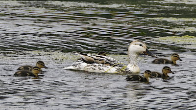 another proud mum