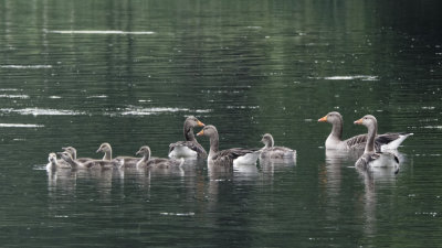 Greylag goose family