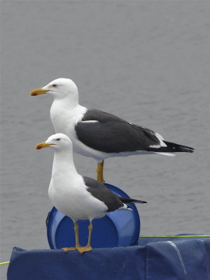 Greater black-backed gull pair