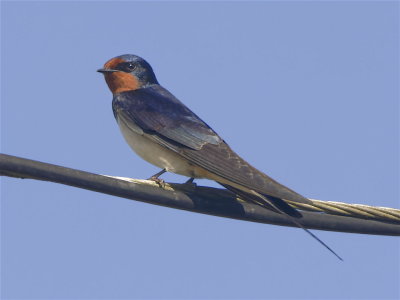 Swallow