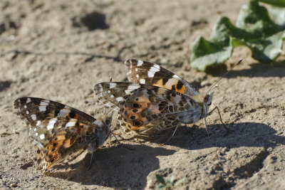 Painted lady