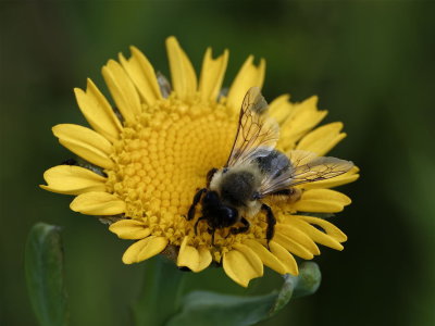 Fleabane or Beebane or something