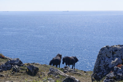 grazing the cliff-tops
