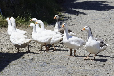 Guard geese