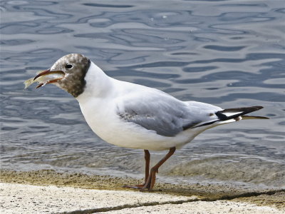 Black-headed gull