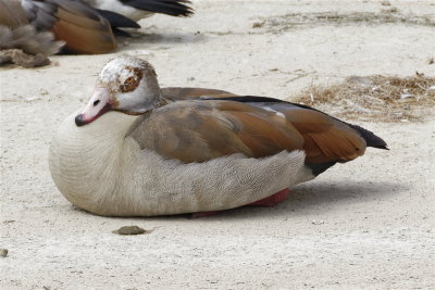 Egyptian Goose