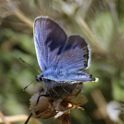 Blue butterfly