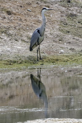 Heron and clamshell