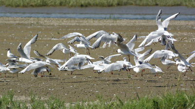 Black-headed gulls take off