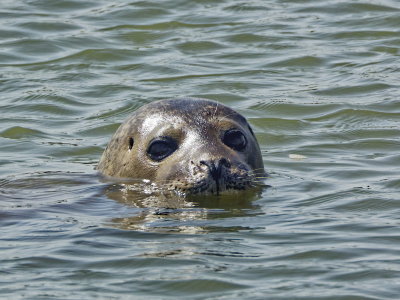 Seal