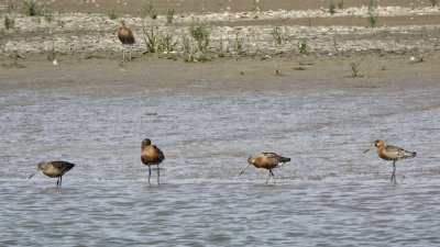 Godwits