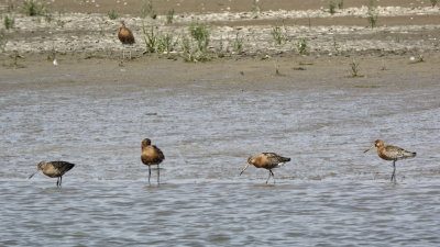 Godwits