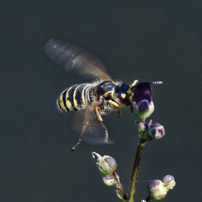 Wasp or Hornet?