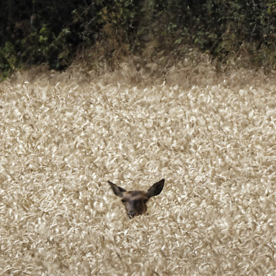 barely visible in the barley