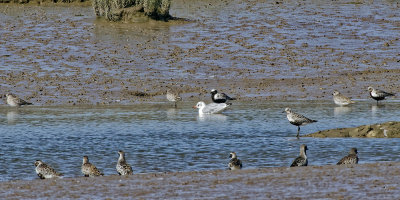 Grey Plover and Dunlin
