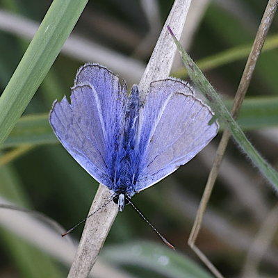 Common blue