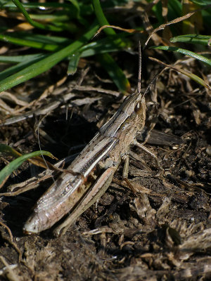 Unidentified hopper - about 12mm long