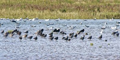 Grey plover