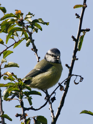 Blue tit