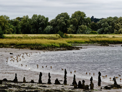 Godwit landscape