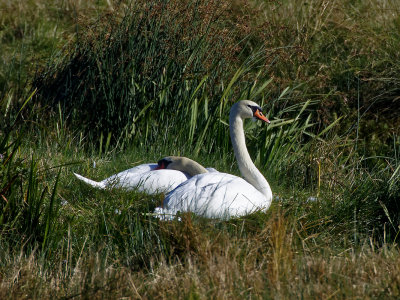 Swans on a nest