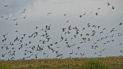 Flight of Greylag geese