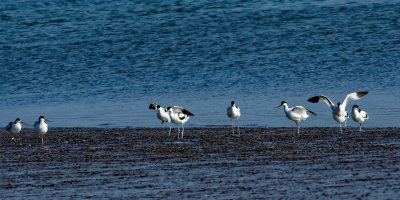 Avocets and friends