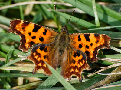 Comma