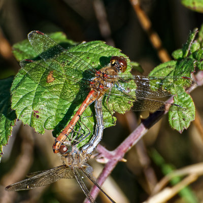 Common Darter - mating pair