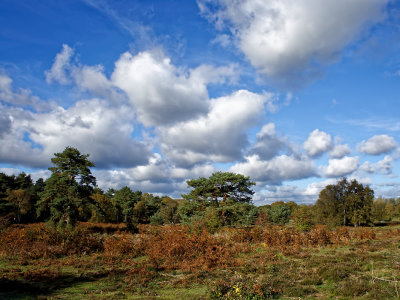 The heath