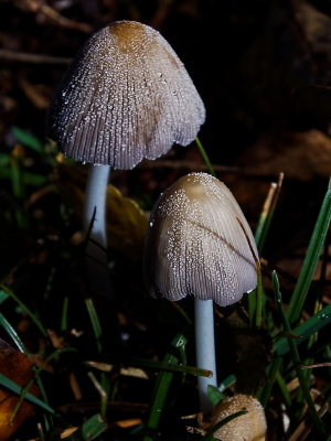 Glistening Inkcap