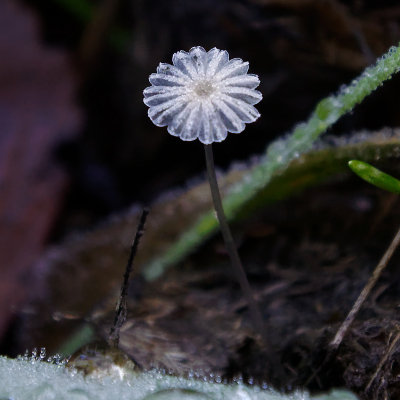 Another Ink Cap
