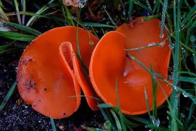 Orange Peel Fungus