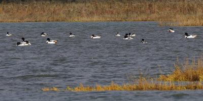 Shelduck residue