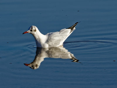 Black-headed Gull