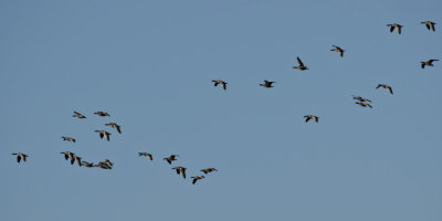 Flight of Greylag Geese