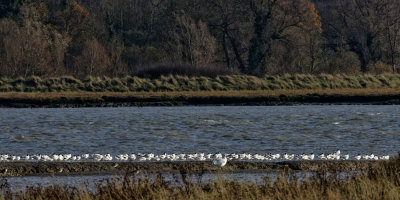 Avocets dozing